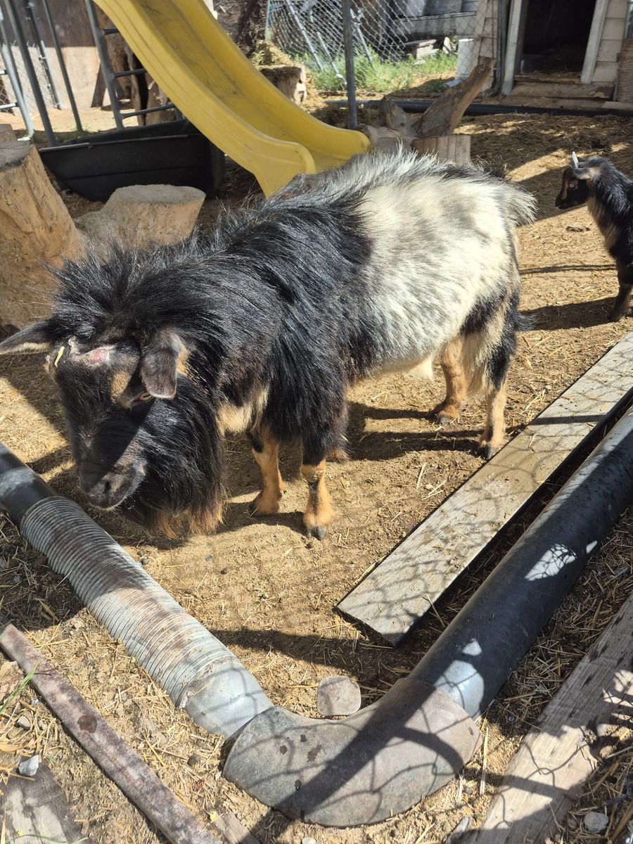 5-6 Year old Pigmy Billy for sale