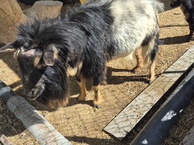 5-6 Year old Pigmy Billy for sale