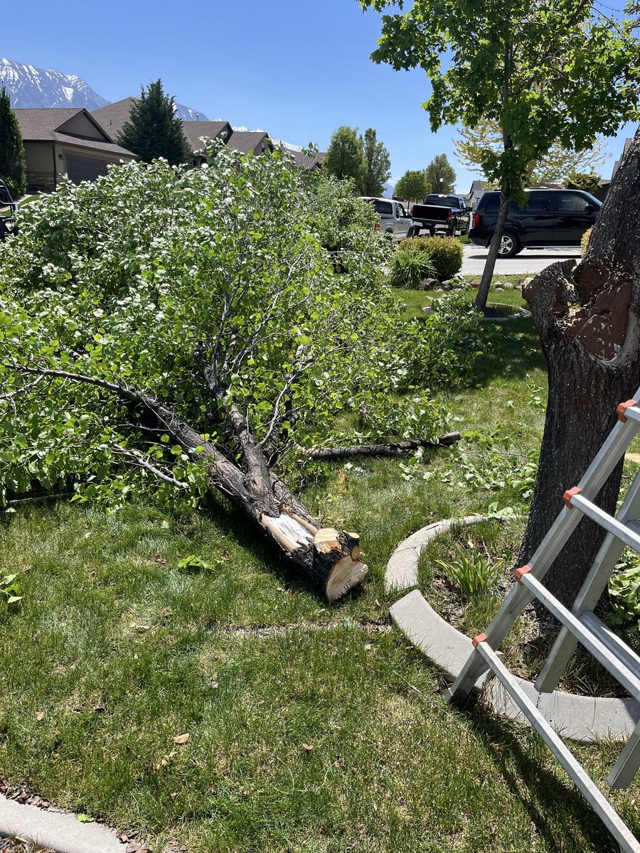 Free wood