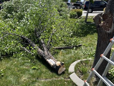 Free wood