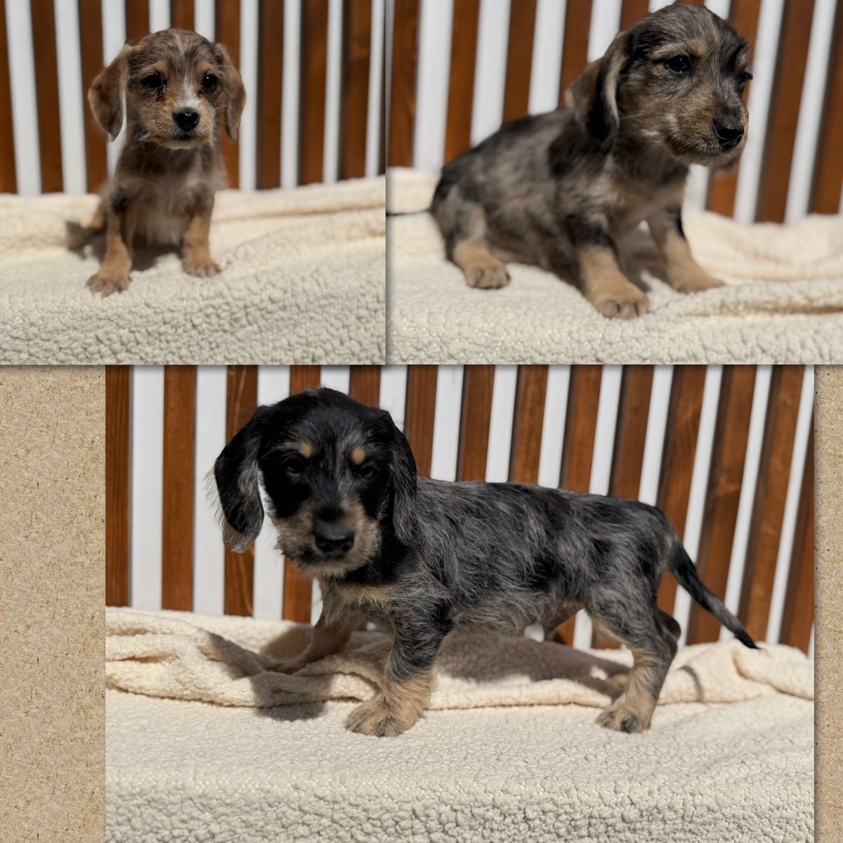 MINI SNOODLE BOYS schnauzer / mini poodle