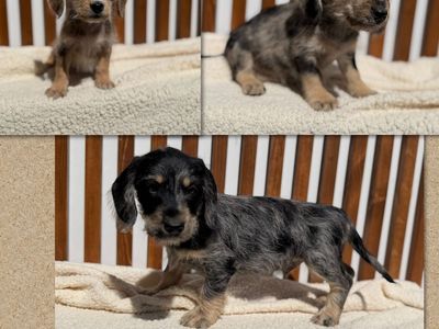 MINI SNOODLE BOYS schnauzer / mini poodle