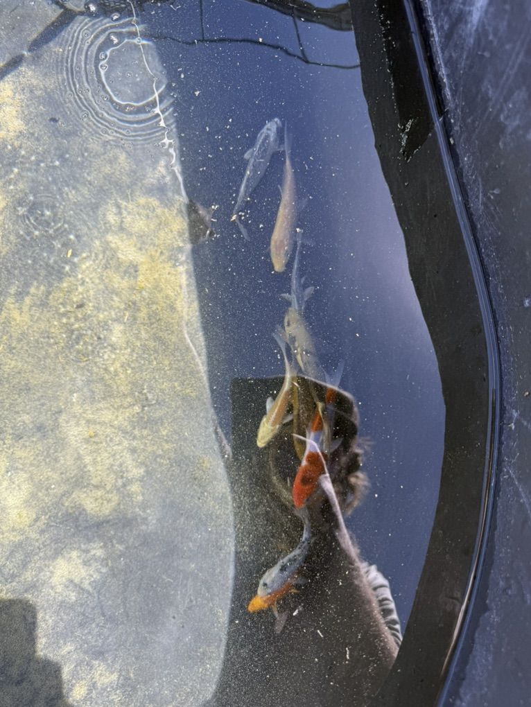 Japanese koi 4-7