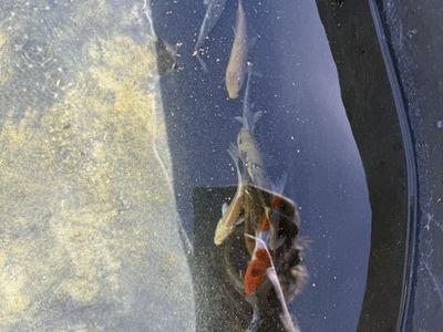 Japanese koi 4-7