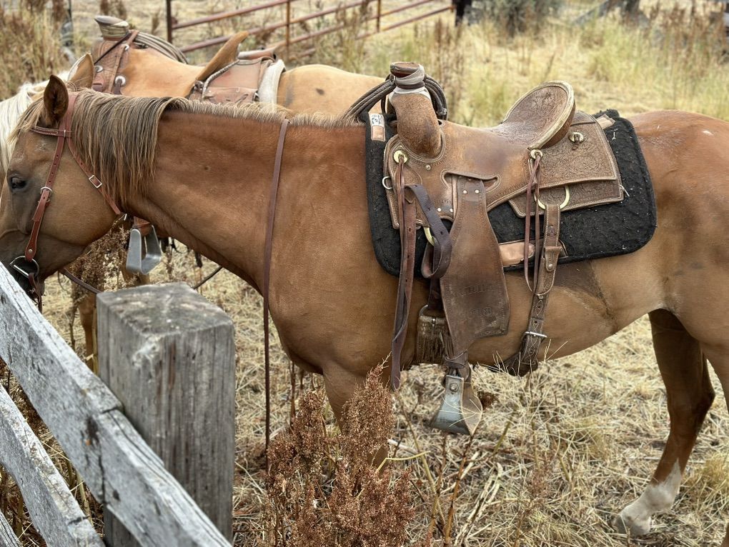 5 Yr Old 1/2 Draft Mare