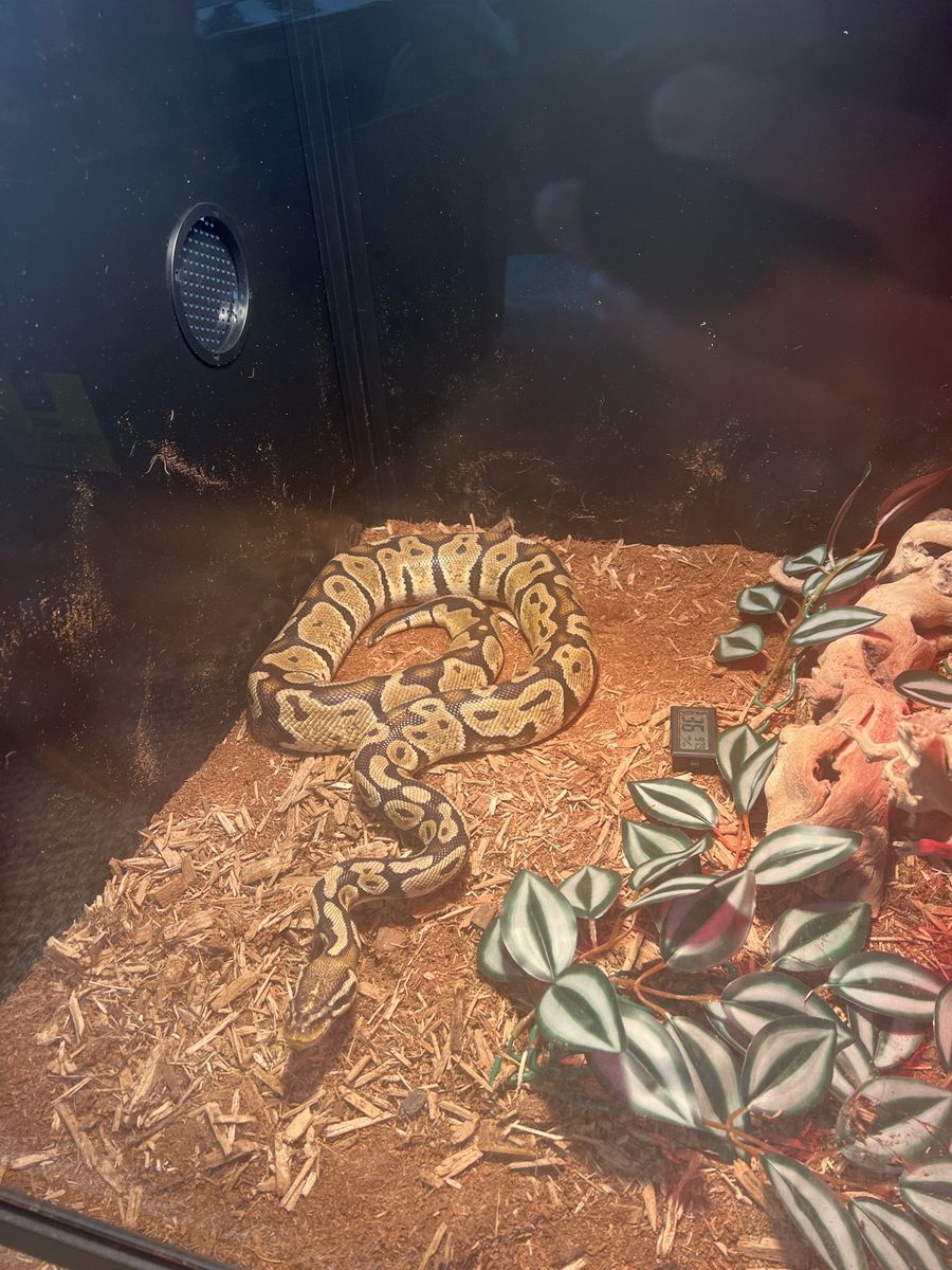 Friendly Ball Python