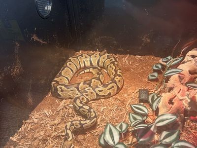 Friendly Ball Python