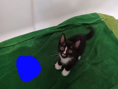 Adorable Kittens Looking for a Forever Home