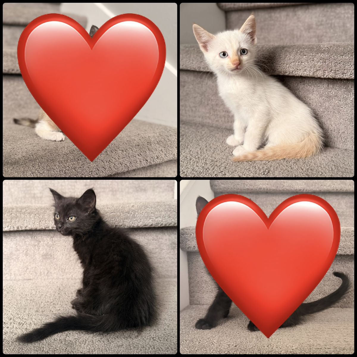 Vaccinated Kittens 8 Weeks Old