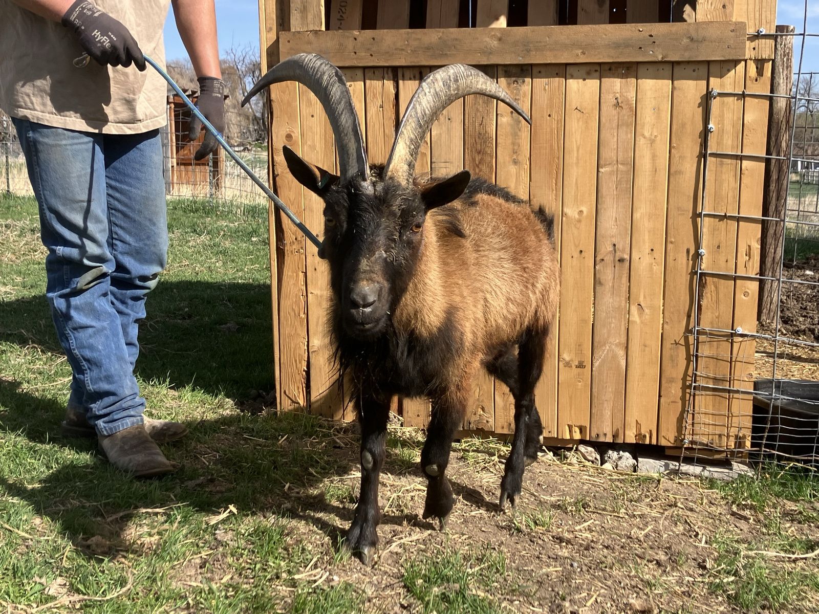 Oberhasli Buck For Stud