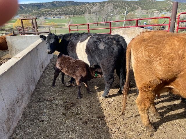 Galloway/Wagyu Cows