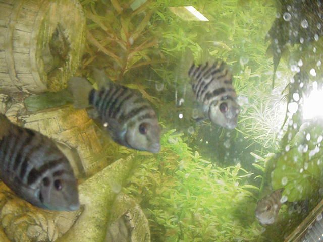 convicts black striped