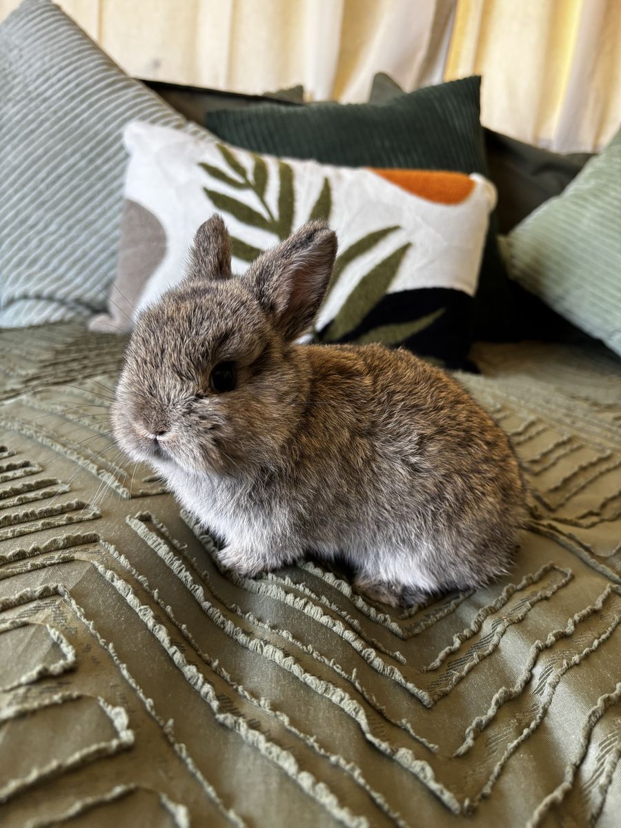 Female Netherland Dwarf Bunny 