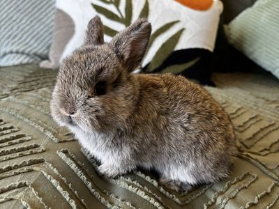 Female Netherland Dwarf Bunny