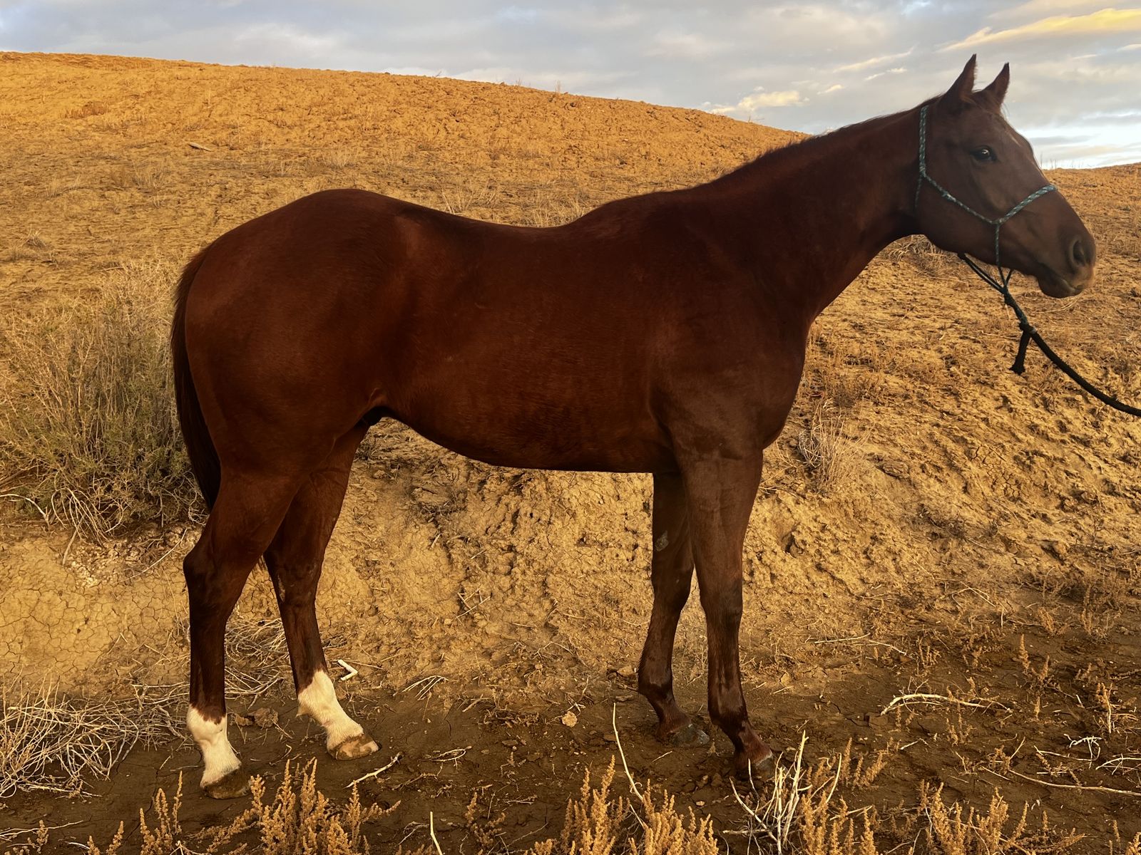 2022 AQHA Gelding w/video - $13,500 (Casa Grande Az)
