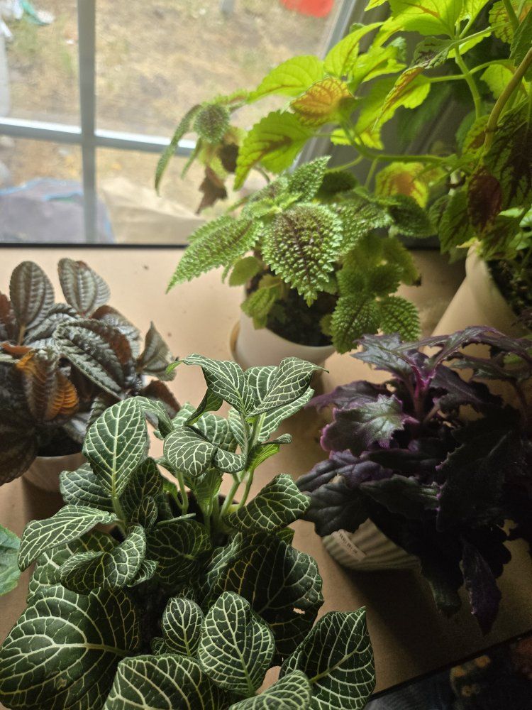 Various Houseplants - Begonia Maculata, ZZ Plant, Fittonia, Pilea, Polka Dot Plant, monsteras