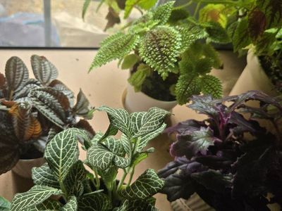 Various Houseplants - Begonia Maculata, ZZ Plant, Fittonia, Pilea, Polka Dot Plant, monsteras