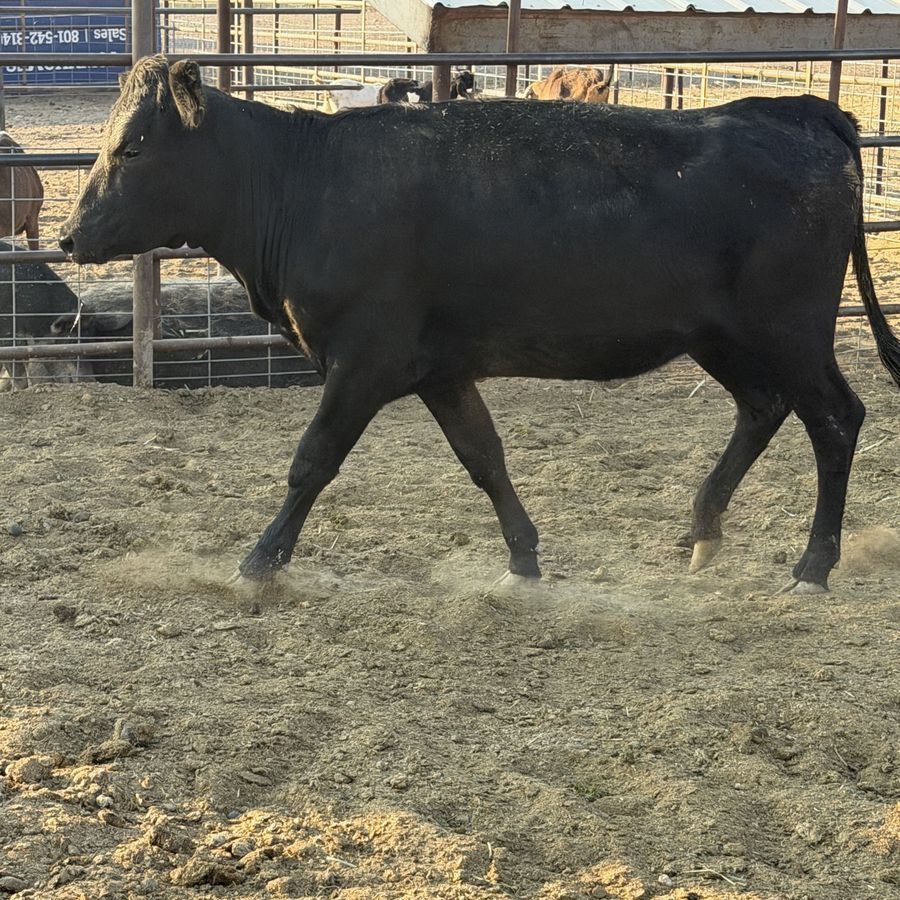 Black heifer 