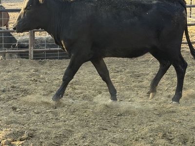 Black heifer