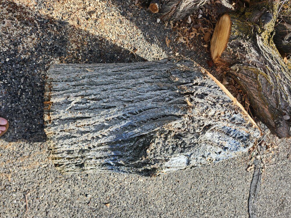 Lindon Tree /Basswood