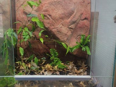bioactive vivarium
