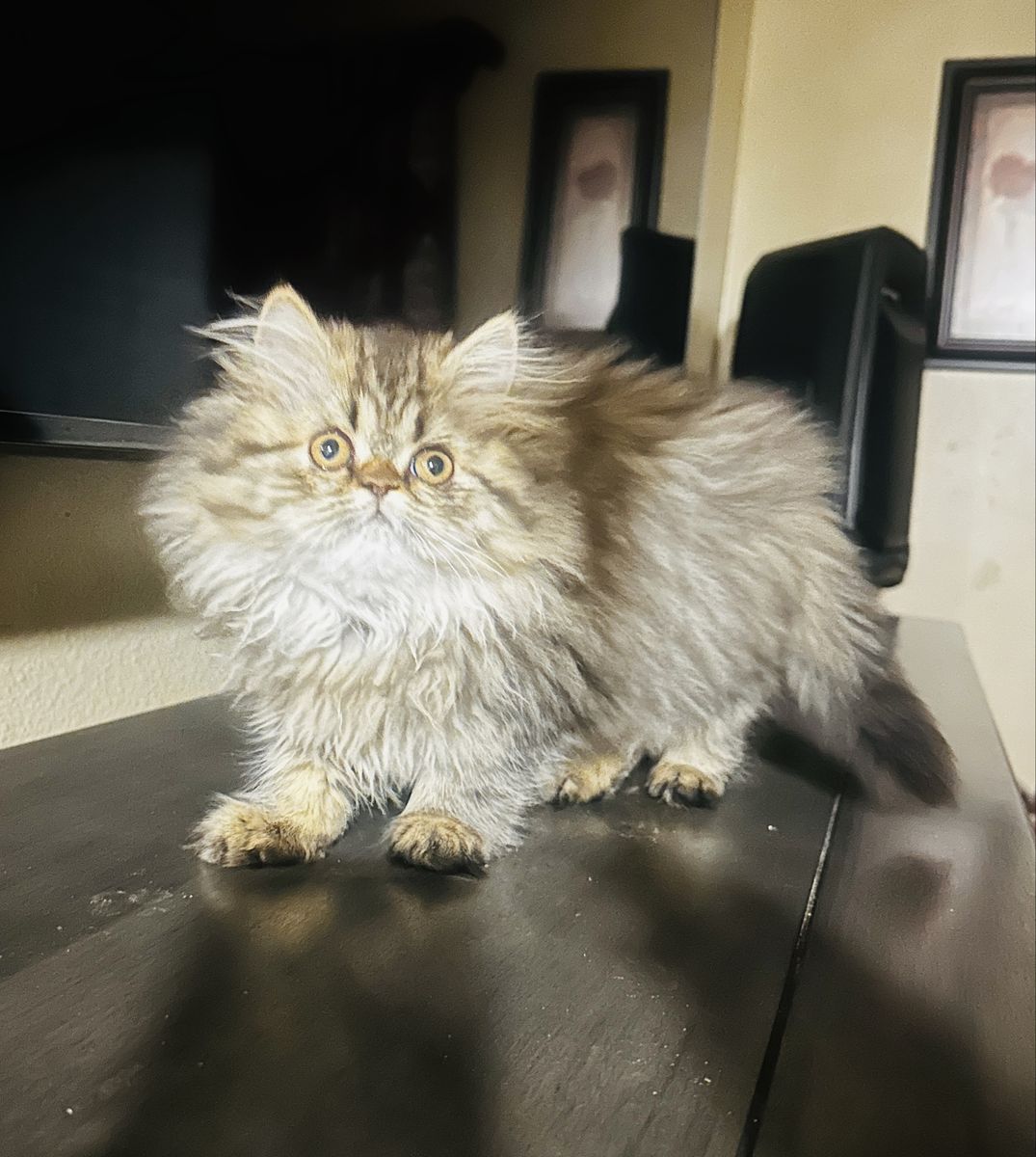 Purebred Persian Kitten 