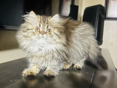 Purebred Persian Kitten