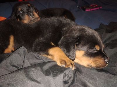 Purebred German Rottweiler puppies