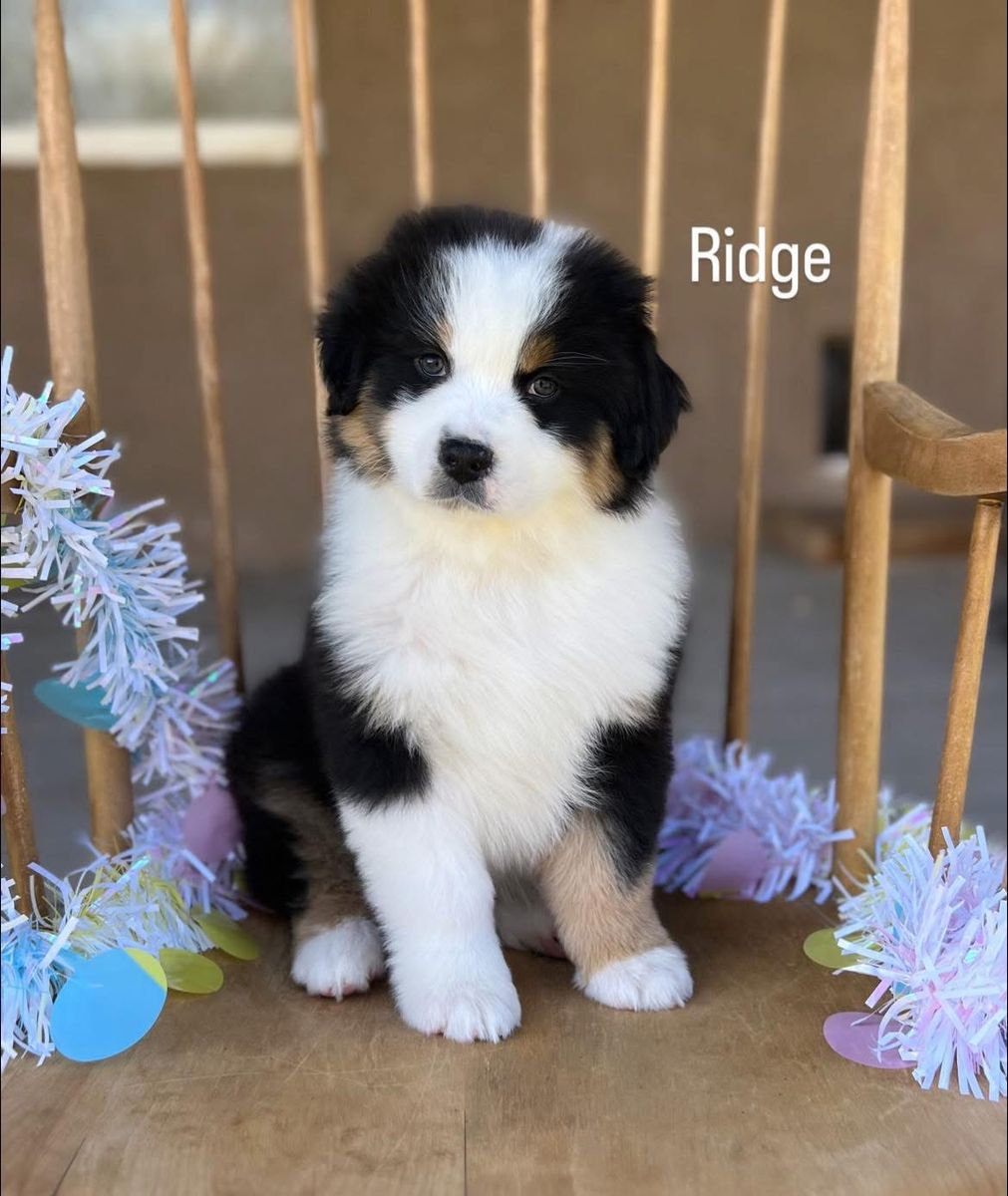 Beautiful Registered Australian shepherd puppies