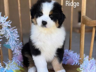 Beautiful Registered Australian shepherd puppies