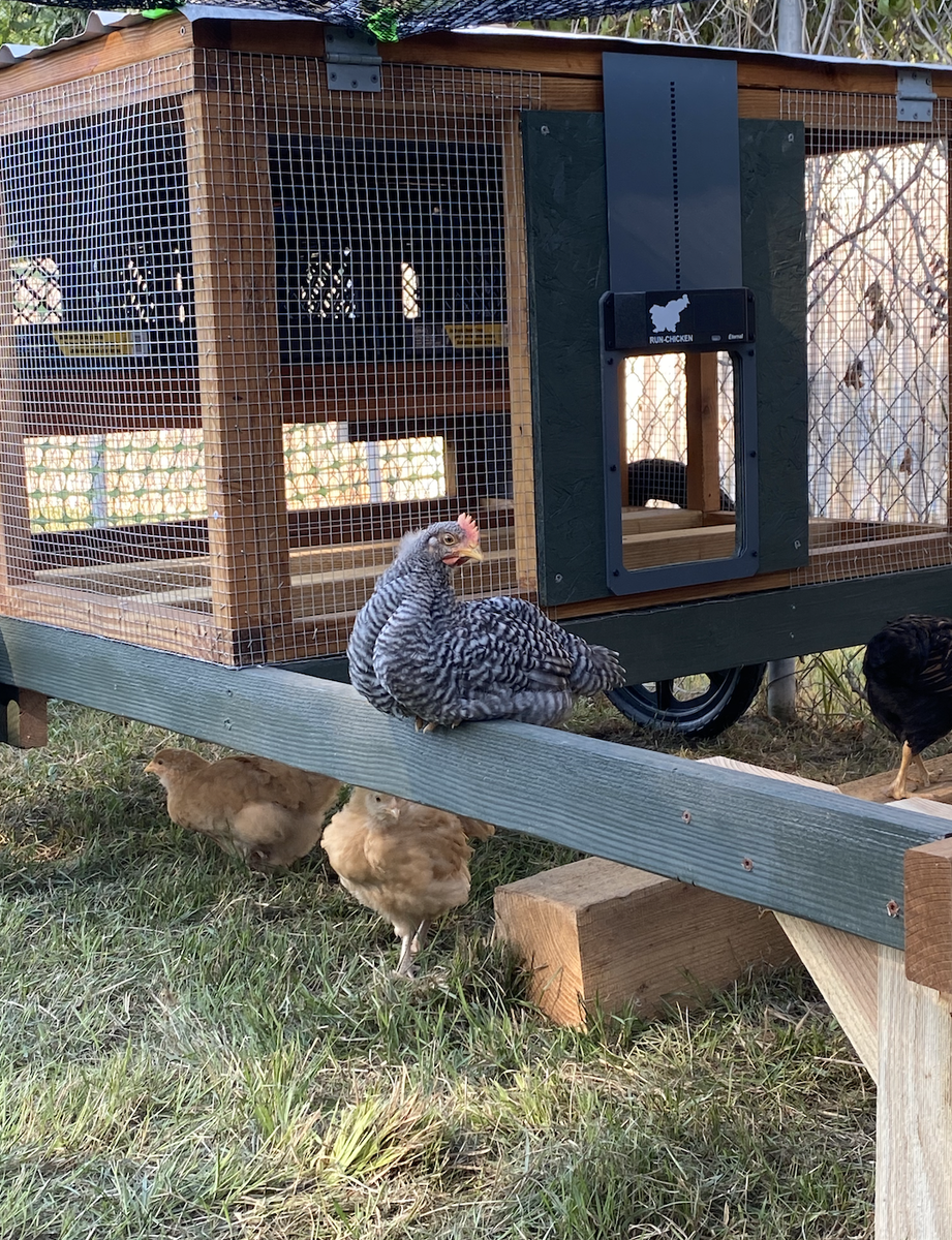 Barred Rock Rooster for Sale