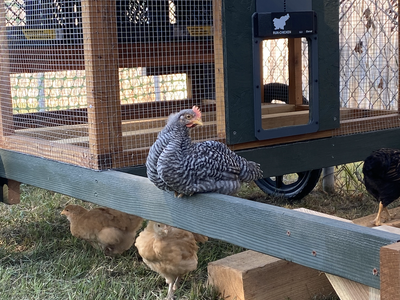 Barred Rock Rooster for Sale