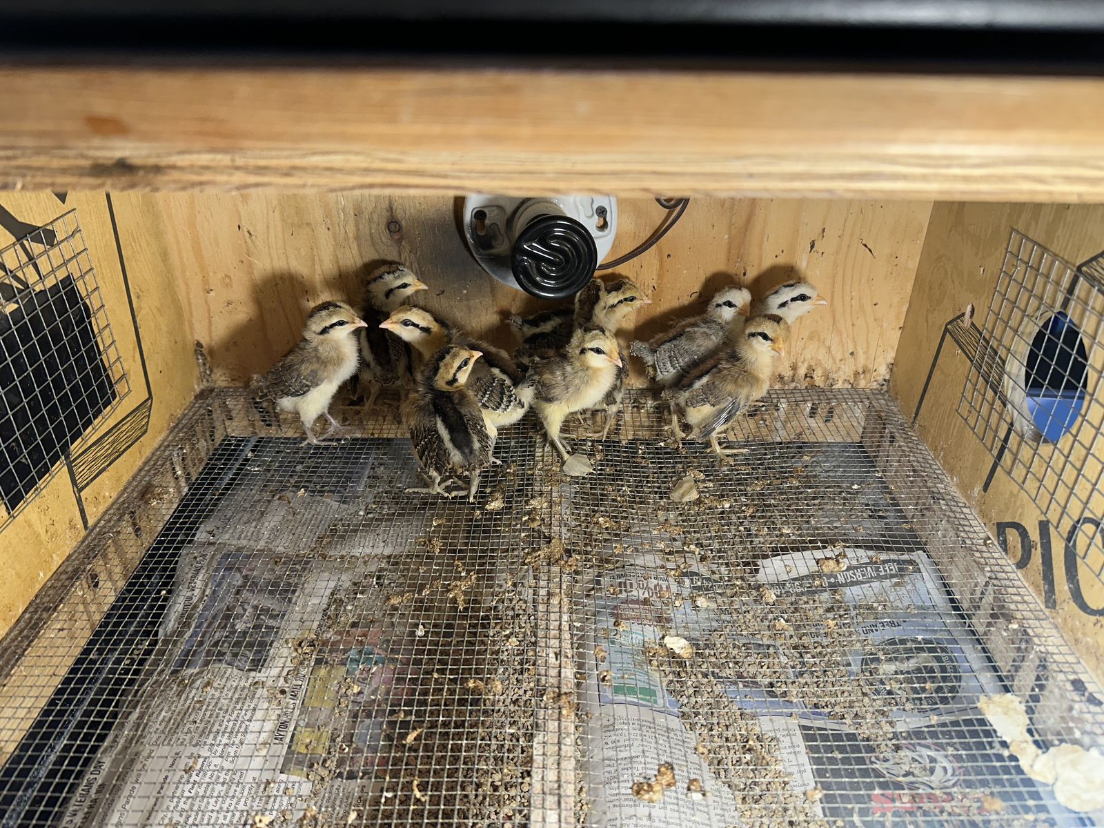 Red And Silver Phoenix Chicks