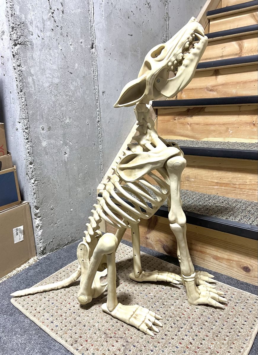 Large Plastic Animated Halloween Skeleton Wolf