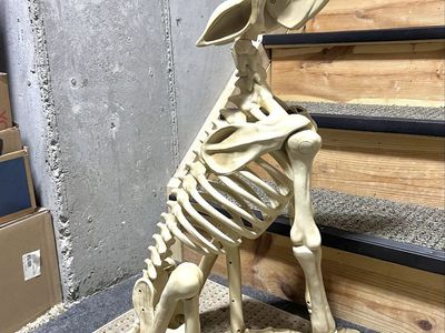 Large Plastic Animated Halloween Skeleton Wolf
