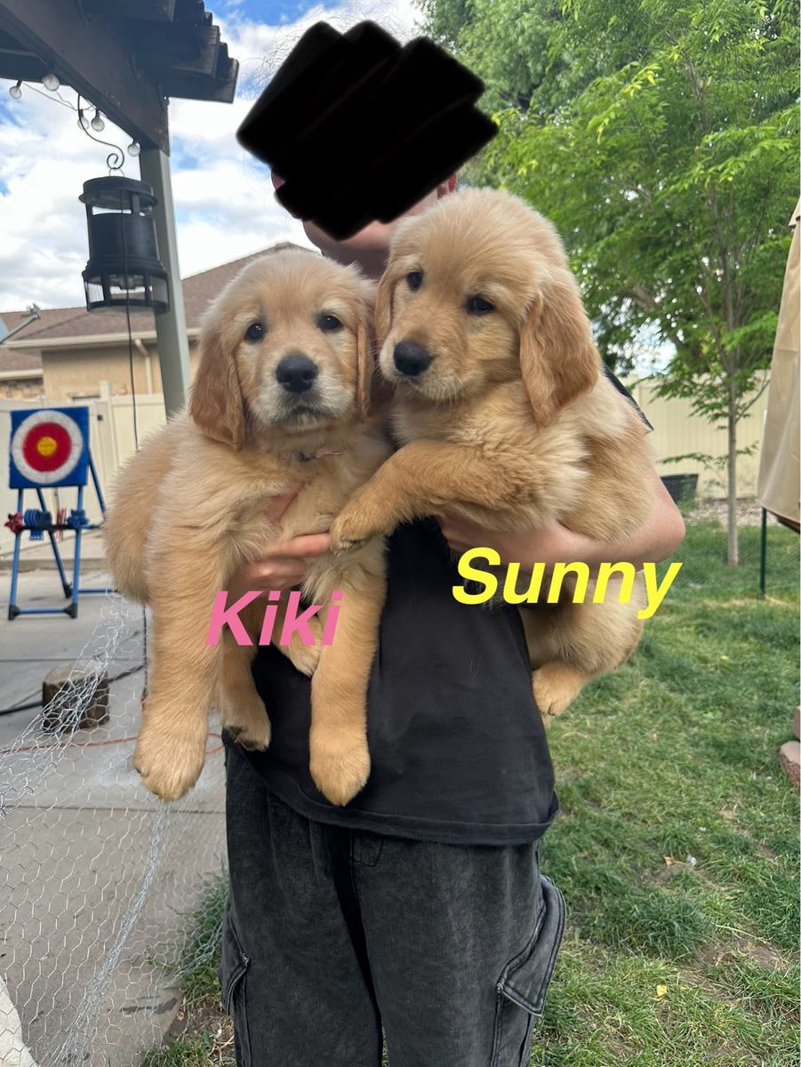 AKC Golden Retriever Puppies