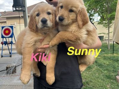 AKC Golden Retriever Puppies