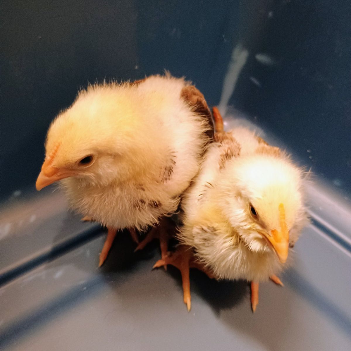 Salmon Favorelle Chicks. 2 weeks old.