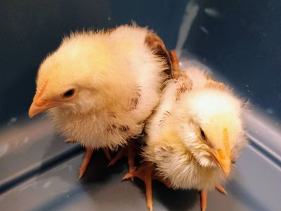 Salmon Favorelle Chicks. 2 weeks old.