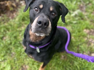 Hello my name is Ranger