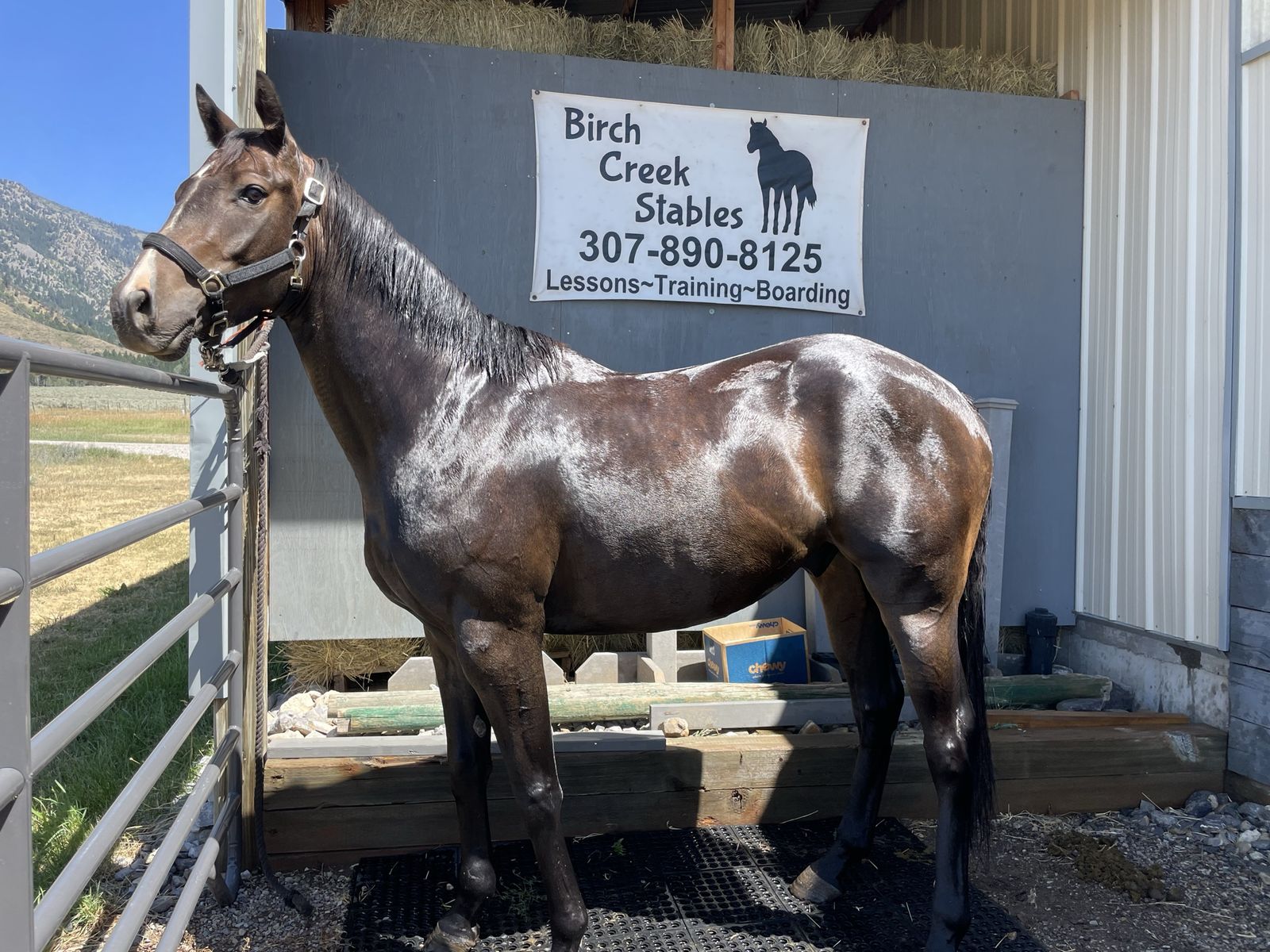 Big 5yr TB Gelding
