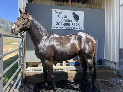 Big 5yr TB Gelding