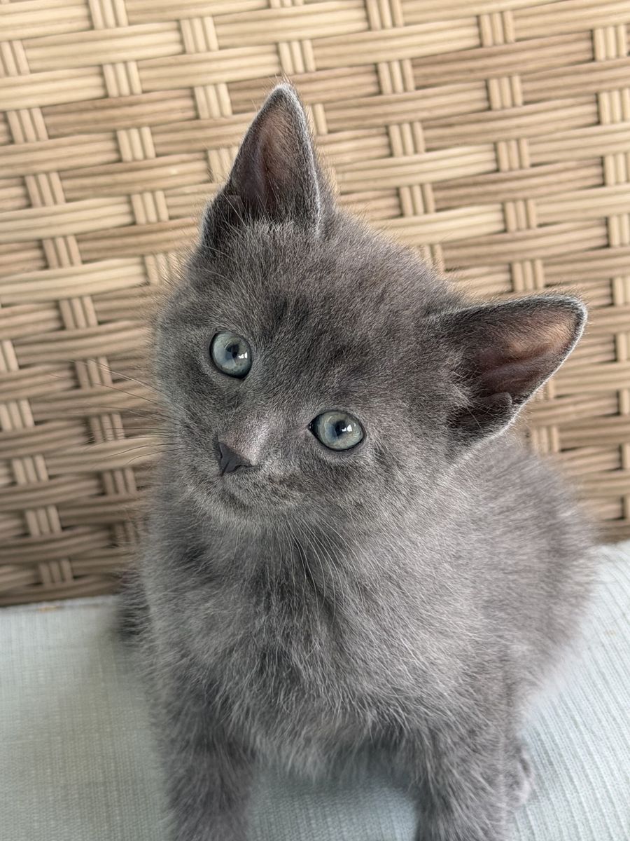 Russian Blue Hypoallergenic Kittens