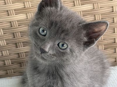 Russian Blue Hypoallergenic Kittens