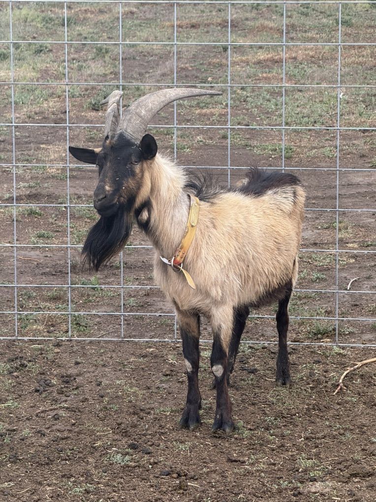 Alpine Oberhasli, Billy Goat
