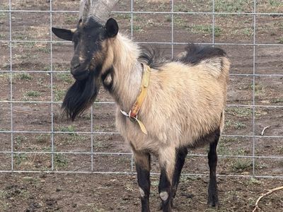 Alpine Oberhasli, Billy Goat