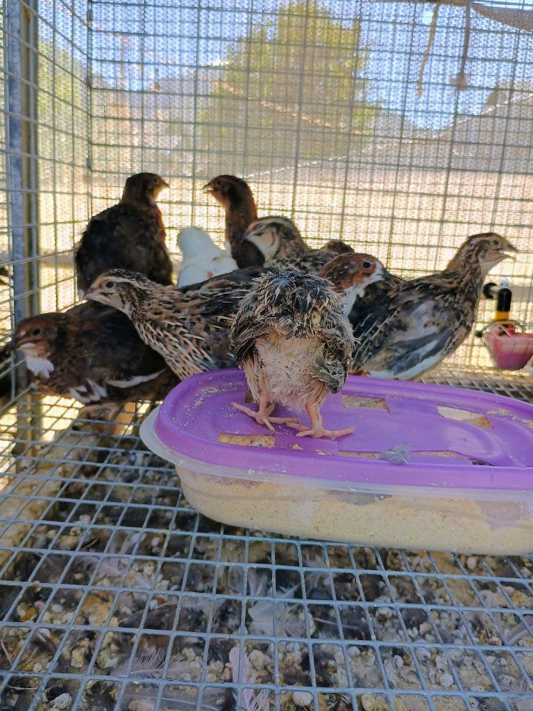 Coturnix Quail Chicks 5 weeks old