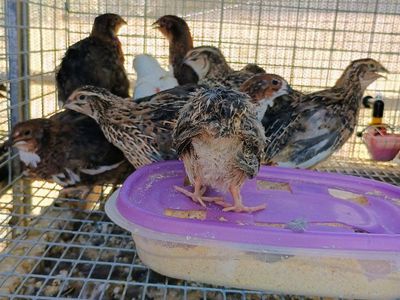 Coturnix Quail Chicks 5 weeks old
