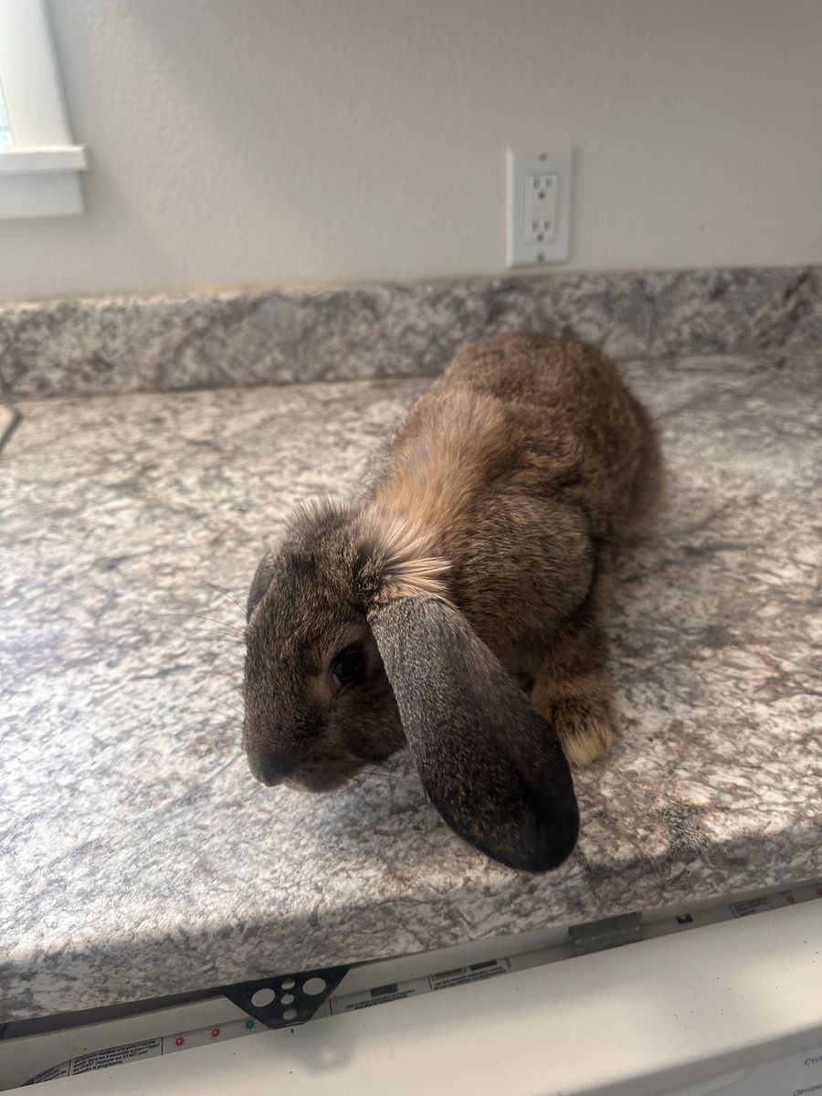 Pet Rabbits - Lionhead, Netherland Dwarf, and New Zealand Breeds