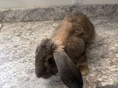 Pet Rabbits - Lionhead, Netherland Dwarf, and New Zealand Breeds